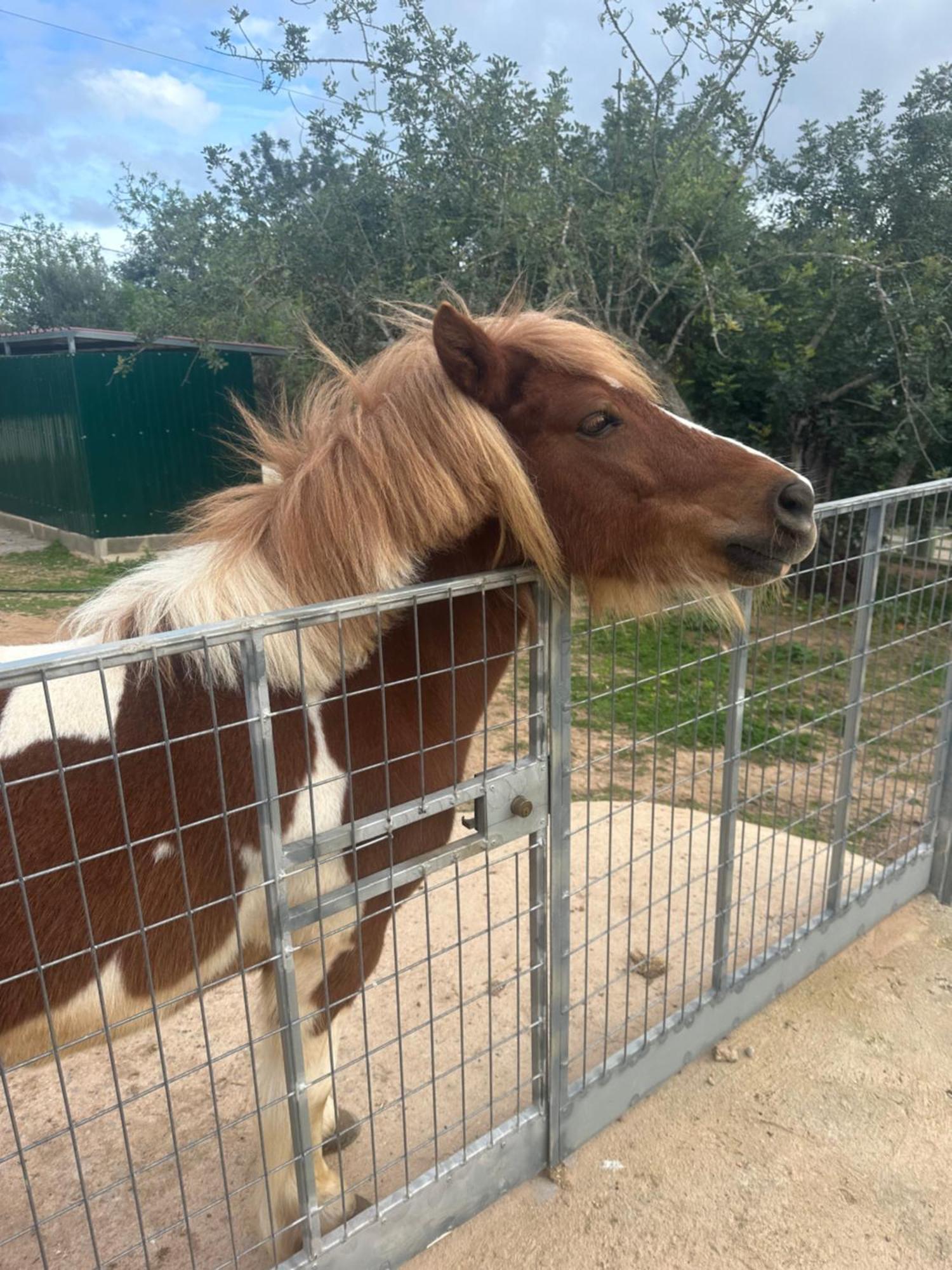 La Quinta Da Liberdade - Ferme De Charme En Algarve Farm stay Pechao