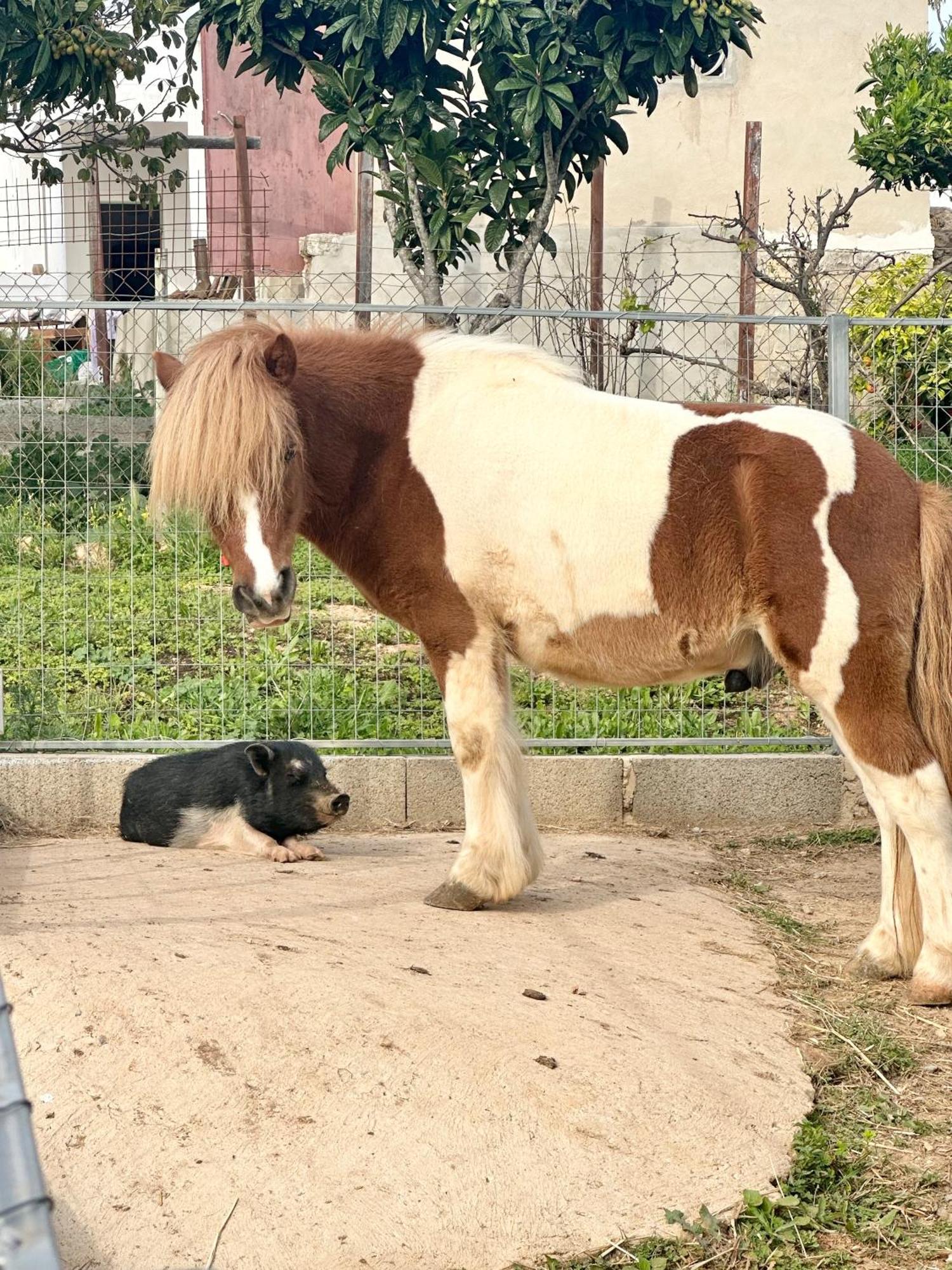Farm stay La Quinta Da Liberdade - Ferme De Charme En Algarve *